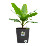 greensense aqua care vierkant 38cm houtskoolgrijs